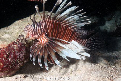 Now very common Lion Fish. One of the bigger ones I've se... by Nathan Cook 
